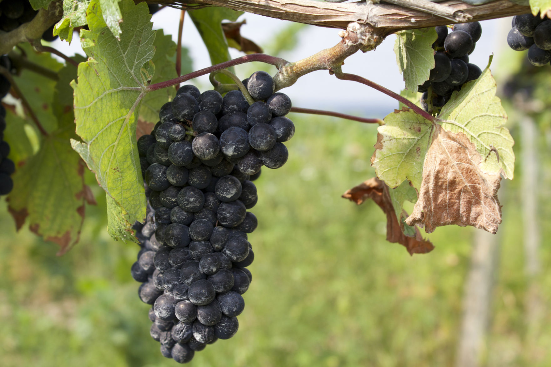 The birth of wine